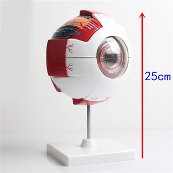 

enlarged eye model eye enlargement anatomy model educational teaching model