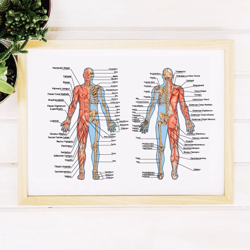 human skeleton from the posterior and anterior view print doctor office decor
