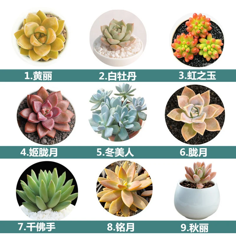 

Loss Promotion!60 Kinds Rare Succulents garden Lithops flores Pseudotruncatella Office Bonsai Plants Flower plantas 100 PCS/Pack