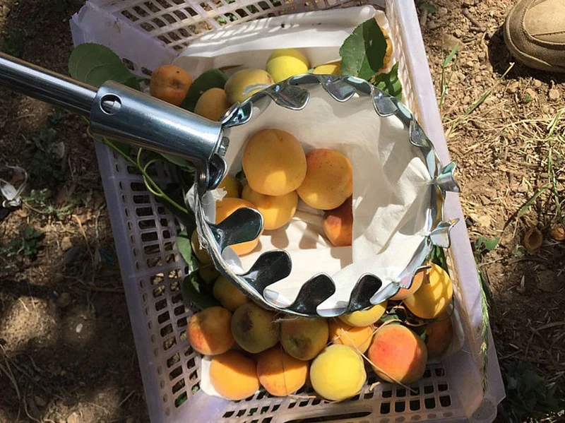 12 MPT Garden Tools Metal Fruit Picker Gardening Picking Apple Citrus Pear Peach High Branches Tree Picking Tool Hand Tools
