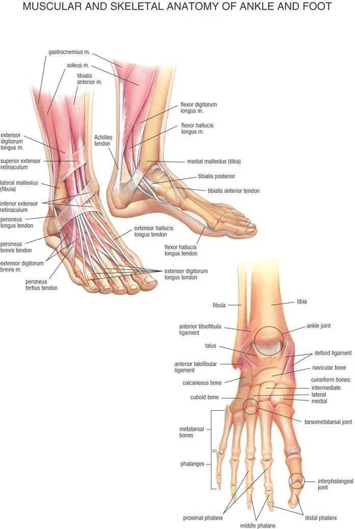 Home Decor Foot & Joints of Foot Anatomy and Pathology-Silk Art Poster Wall Sicker Decoration Gift