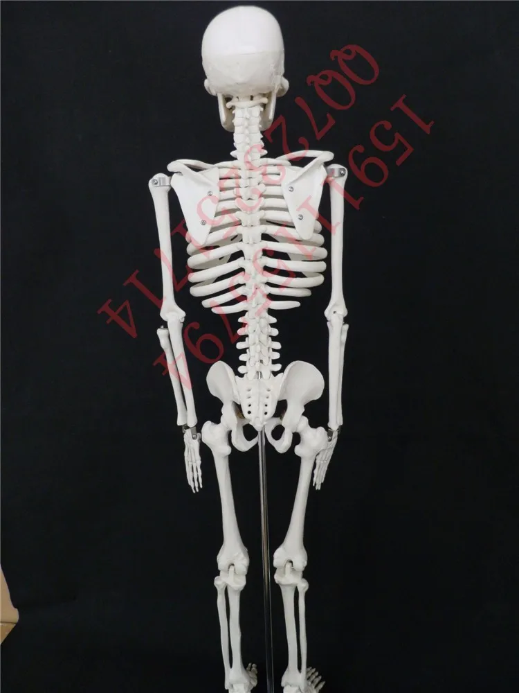 Новое поступление, модель скелета человека 85 см, модель скелета из ПВХ
