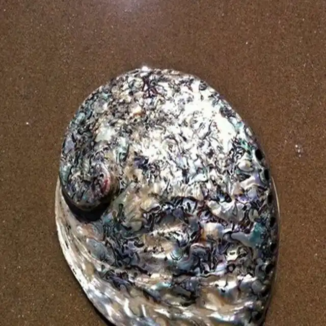Buy 14 16CM New Zealand Paua Shell Abalone Shell Large