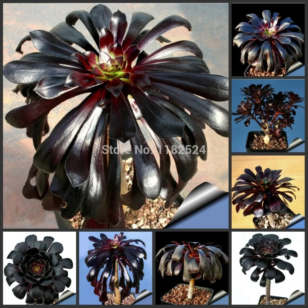 50PCS - The World\'s Rare Aeonium arboreum Flower S...