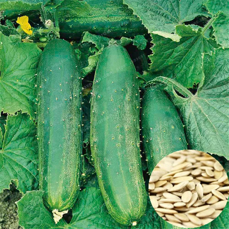 

Green Cucumber Cucumis Sativus Linn Cucumber Vegetable bonsai Grow Faster - 20 pcs particles