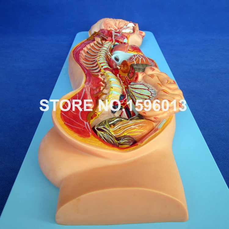 A18110 Sympathetic Nervous System (6)