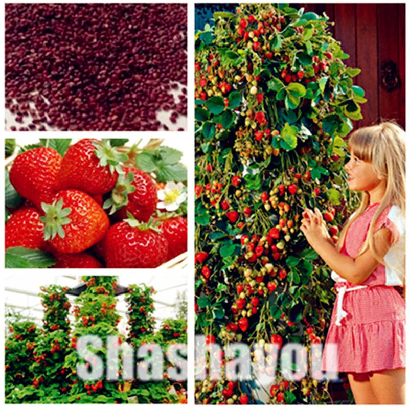 

Big Sale! 200 Pcs Red giant Climbing Strawberry Bonsai Fruit floresling For Home & Garden DIY Potted Plants for bonsai Fruit