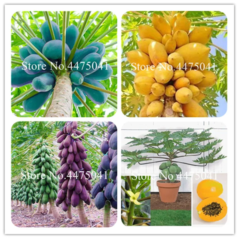 

2016 Bonsai Of 10 Pcs Papaya Bonsai,Sweet Fruit Vegetable Tree Plants Bonsai Jardin Dwarf Fruit Trees Sementes For Diy Garden