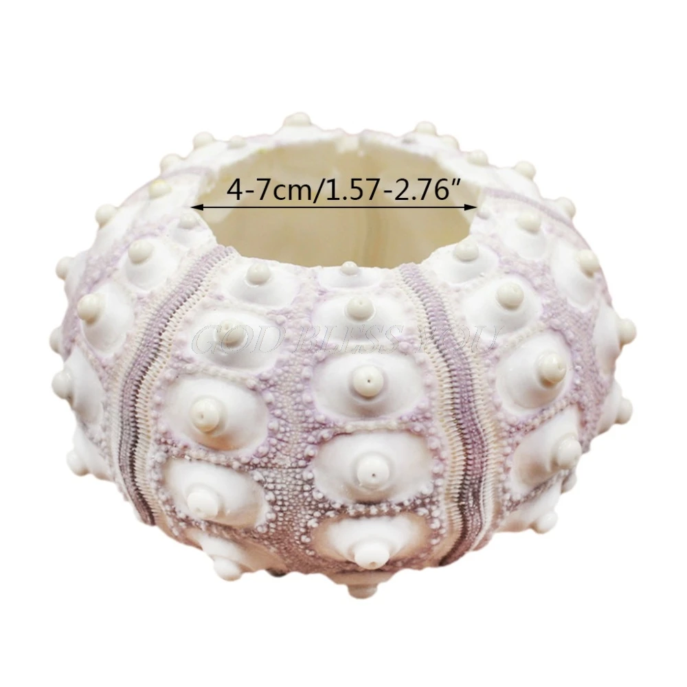 

Air Plants Sea Urchin Tabletop Tillandsia Holder Flower Pot Miniature Gardening Decorations