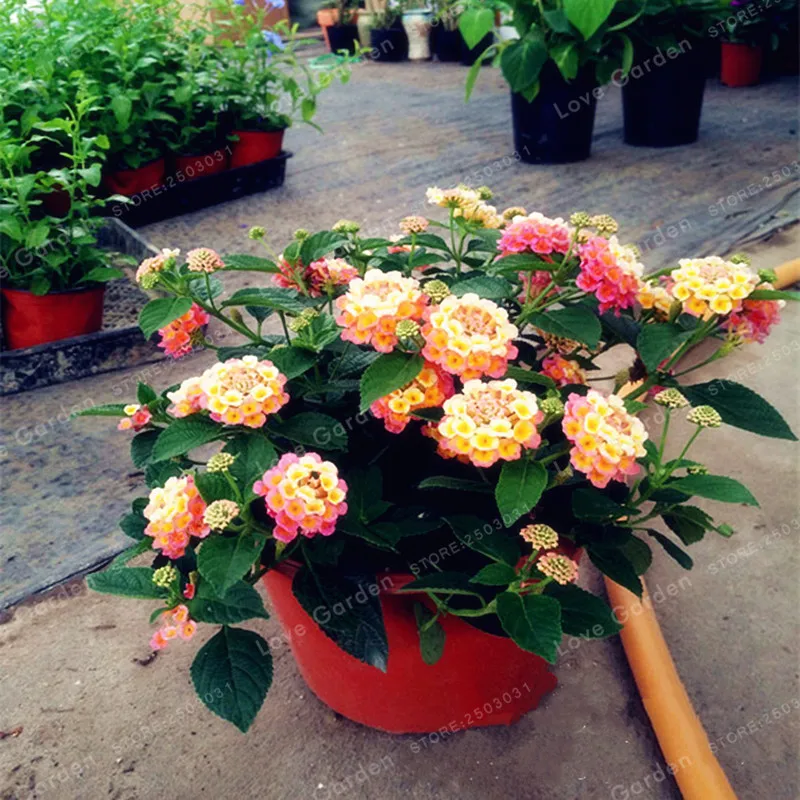 20 Bonsai/Pack Lantana Camara Bonsai Multi Color opcional rara perenne Bonsai flor Bonsai planta para jardín 20 Bonsai/Pack Lantana Camara Bonsai Multi Color opcional rara perenne Bonsai flor Bonsai planta para jardín