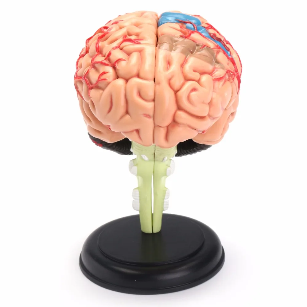 "4D анатомические модели, мозг Модель анатомический медицинский обучающий инструмент игрушка статуи скульптуры спецодежда медицинская