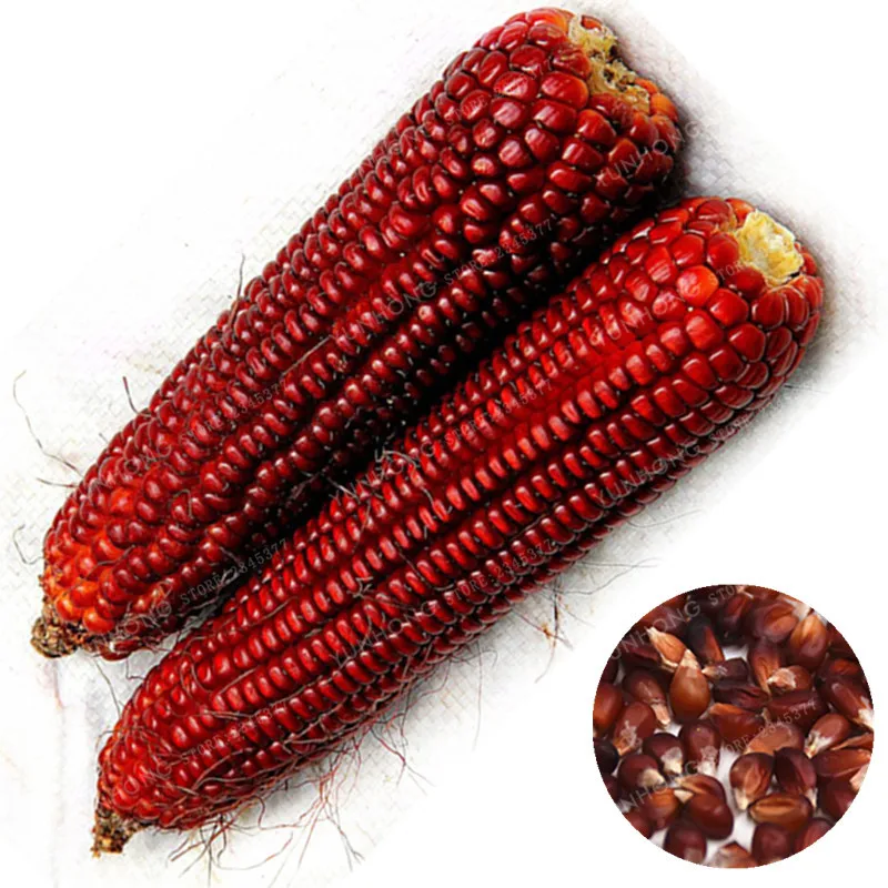 10 шт. красный кукурузы бонсай растительные бонсай красивые и здоровые, богатые в антиоксидант ферма Овощной для дома и сада зерна в горшках