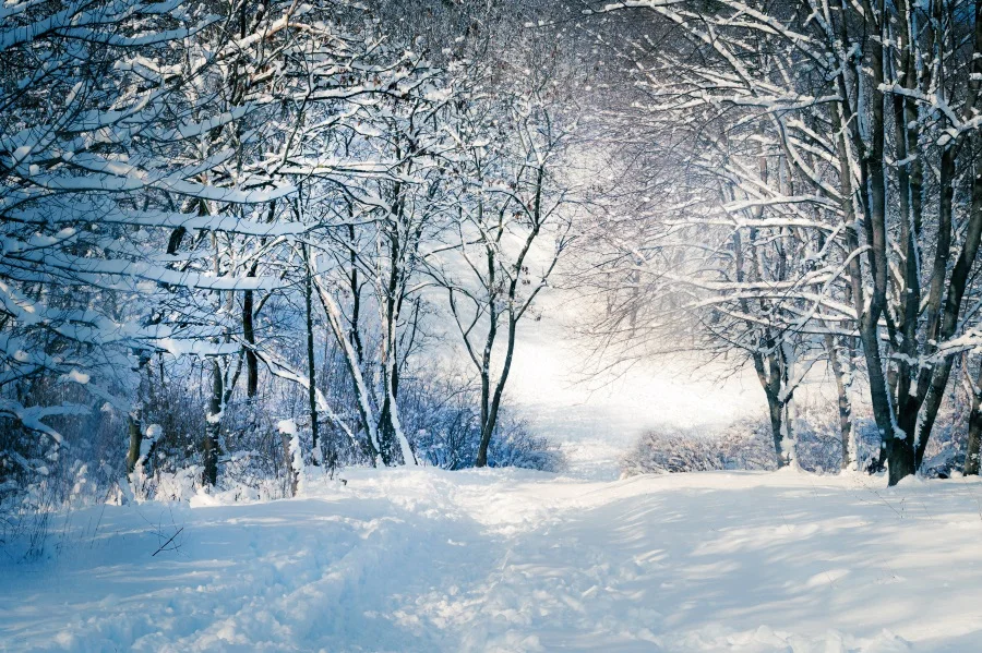 

Laeacco Winter Forest Snow Scene Portrait Party Photography Backgrounds Customized Photographic Backdrops For Photo Studio