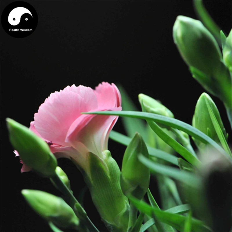 Buy Perpetual Carnation Flower Semente 90pcs Plant Dianthus