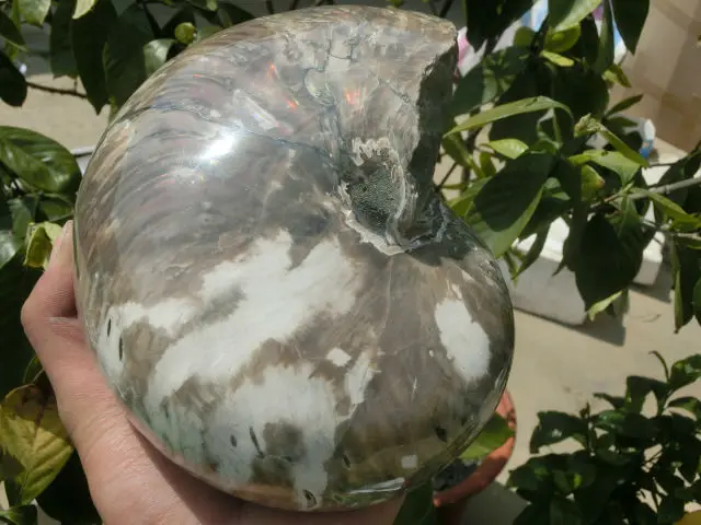 Best Price 3330g(7.32 lb) Iridescent Nautilus Fossil Ammonite Specimen  Madagascar DFK024