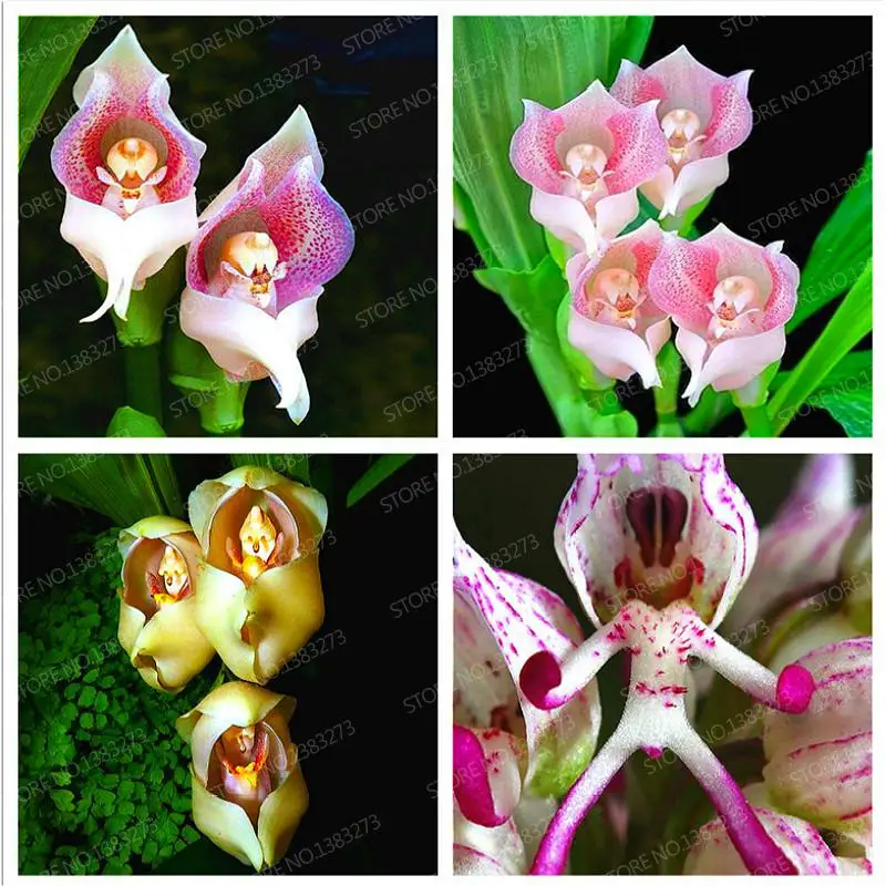 

Mixed Color 100pcs Orchid plants Bonsai Cicada Cymbidium Plants Rare Orchids Flower bonsai Tohum Garden Semillas De Flor