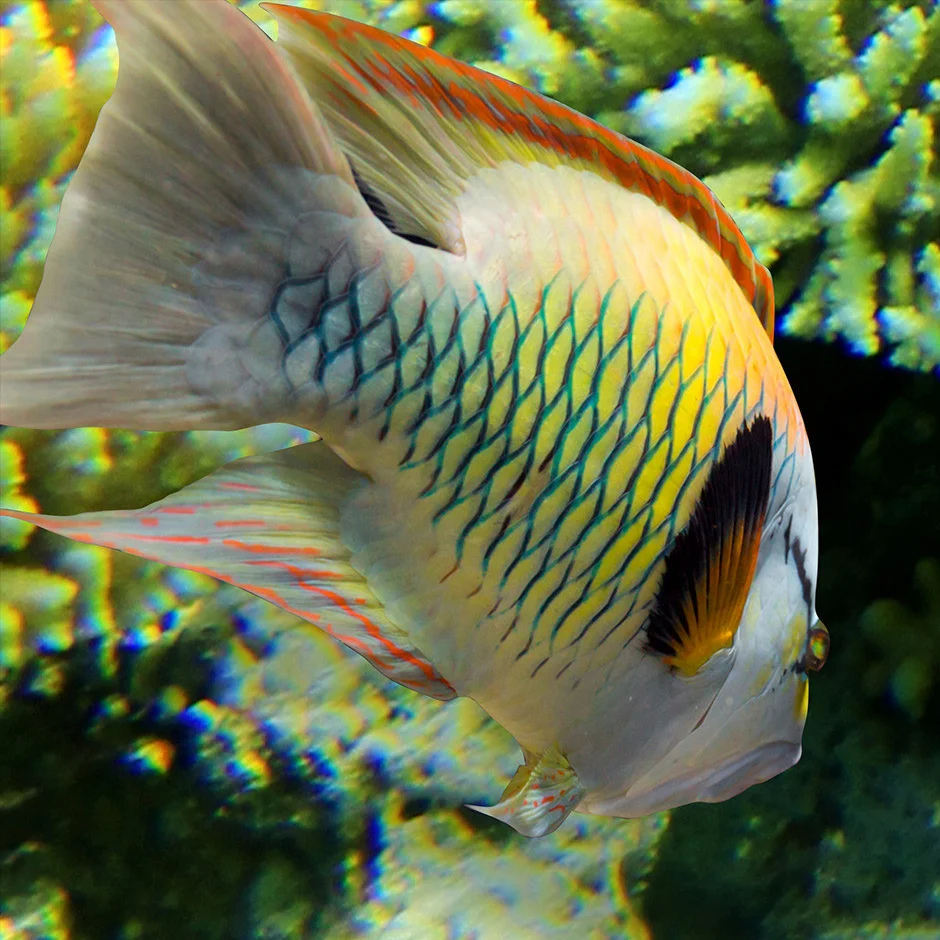 Custom-3D-Floor-Mural-Wallpaper-Ocean-World-Living-Room-Bathroom-Floor-Decoration-Murale-PVC-Self-adhesive (3)