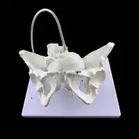 1:1 Female Pelvis Model Midwifery teaching model Female delivery process demonstration Delivery pelvis 29x22x20cm
