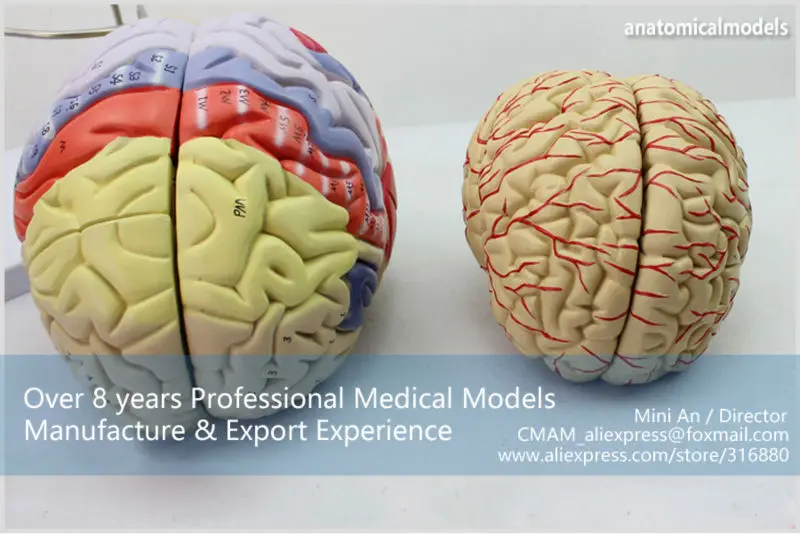BRAIN08 CMAM MODEL Magnify Human Anatomical Brain Anatomy 11