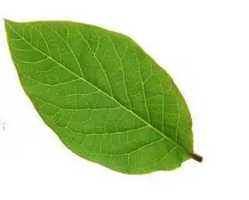 6B