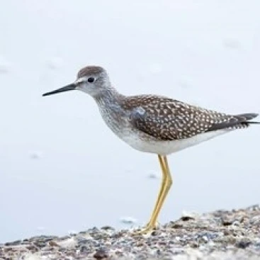 Lesser yellowleg bird  Stanley Park  British Columbia Poster Print by Paul Colangelo (26 x 18)