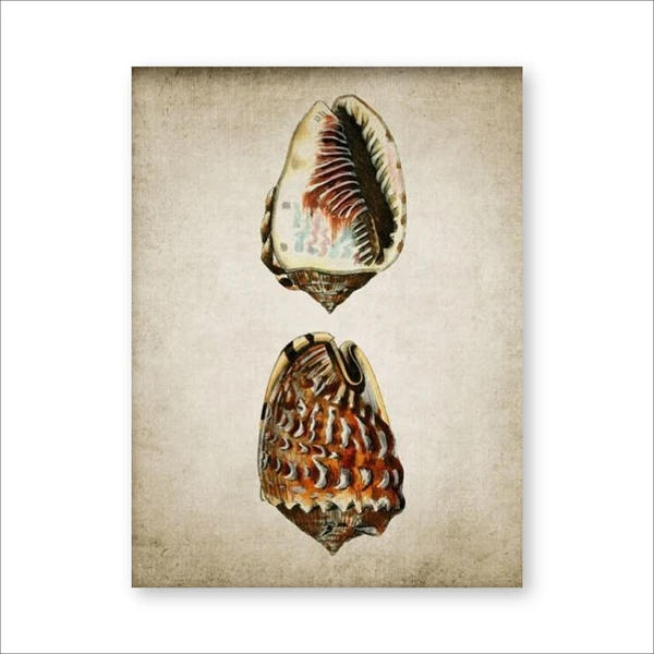 Retro-Seashell-Poster-Art-Print-Wall-Picture-Home-Decor-Vintage-Marine-Prints-Bathroom-Wall-Art-Canvas.jpg_640x640 (1)