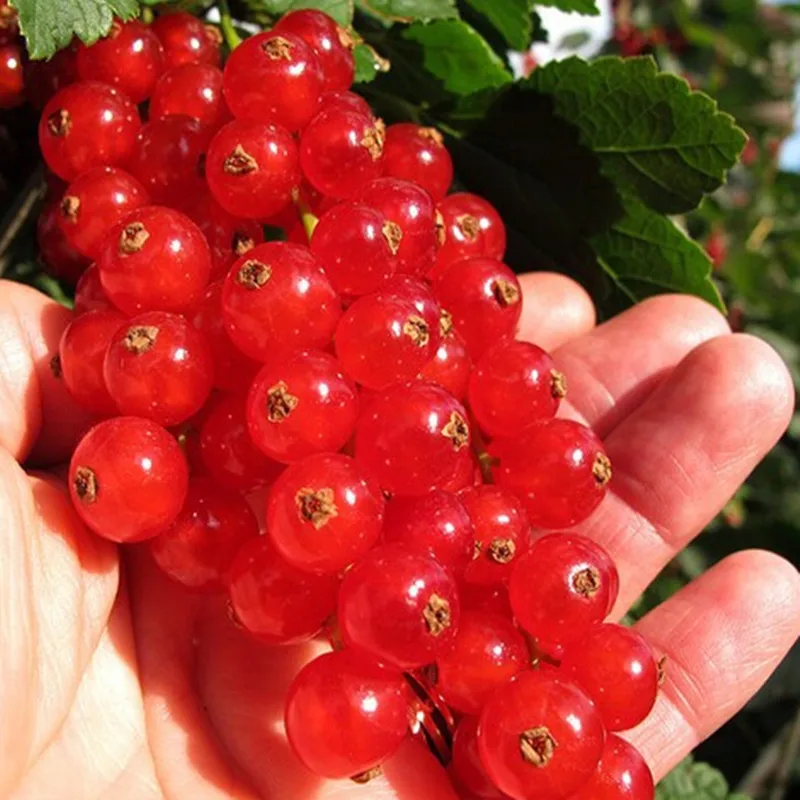 Red Currant american Gooseberry Seeds 5pcs Best Seeds Online Free