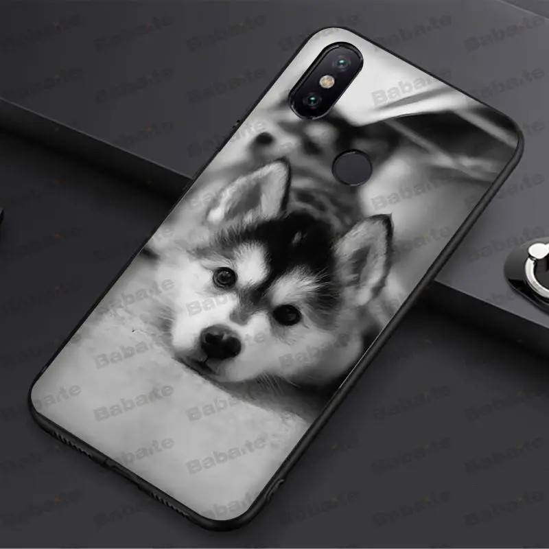 Animal Husky cute Puppy Dog