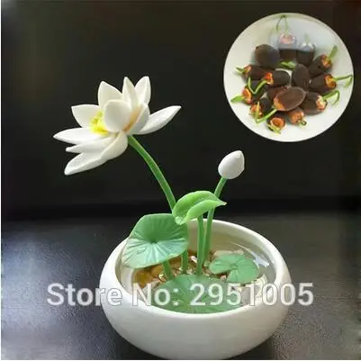 

20 kinds of small water lily 10pcs mini lotus bonsai bonsai plant free shipping