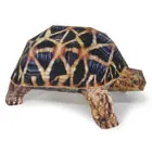 indianstartortoise