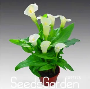 

New Arrival!Calla lily Bonsai imported from Holland, calla lily Plantlings - 50 PCS/bag,#QKEPB6