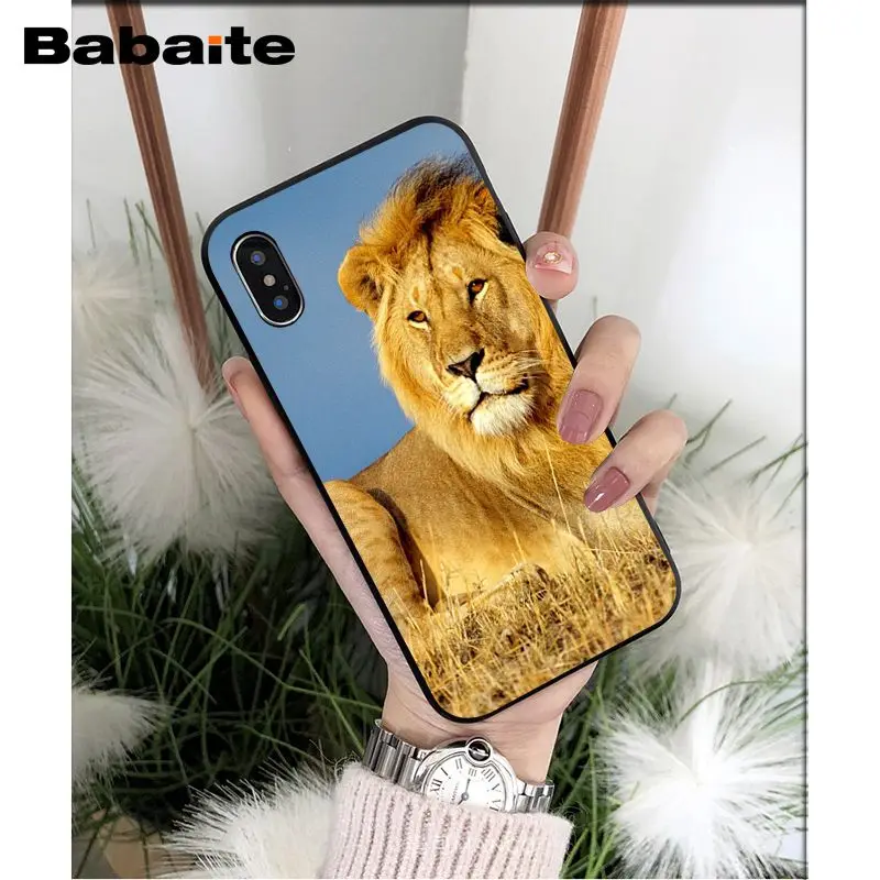 Animals lion