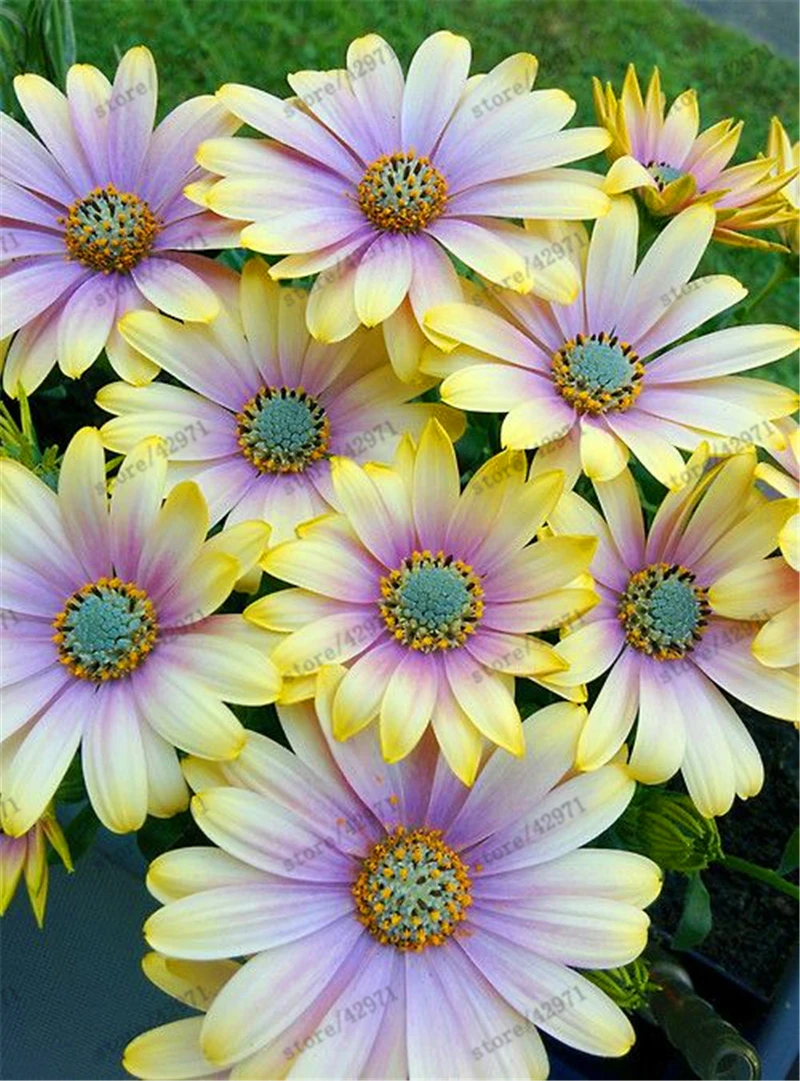 Buy 100 Pcs African Blue Eyed Daisy Seeds Free Shipping