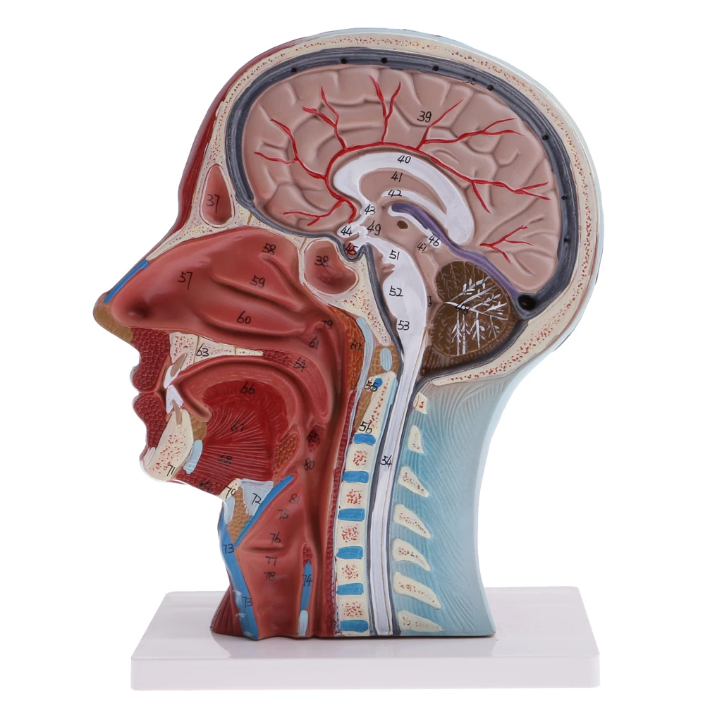 1:1 Human Head & Neck Superficial Muscle Nerve Anatomical Medicine Anatomical Model Kits Median Section Learning School Supplies