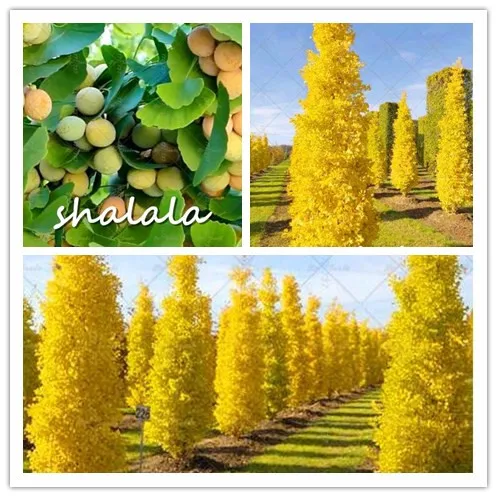 

3pcs Large Gold Ginkgo Biloba bonsai Tree plant Beautiful Ornamental Plants Perennial Unique Species Of MaidenhairTree Shipping