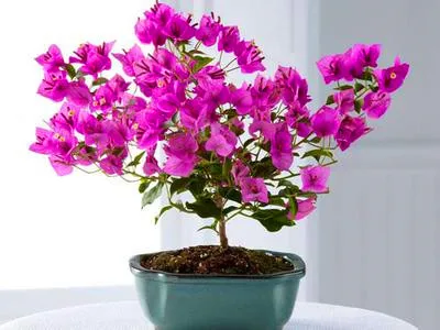 AL 100 Nouveau r/éel Blooming Plantes rares bleu Bougainvillea spectabilis Willd Bonsai Graines de plantes