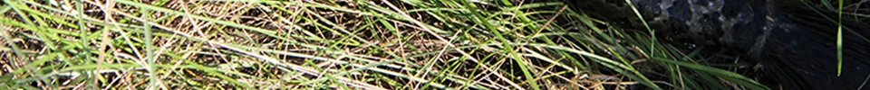 ENG_66