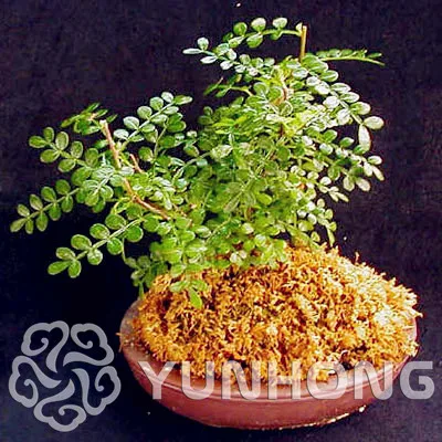 

50PCS Bonsai Organic Zanthoxylum Simulans, Szechuan Pepper Herb Shrub Vegetable ,Medical Use,Free Shipping Home Garden Plant
