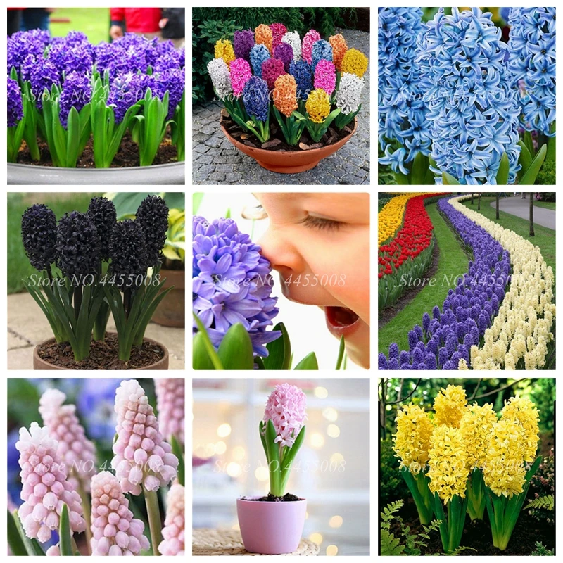 200 Pcs Mixed Hyacinth Flower Office Desk Bonsai Foliage