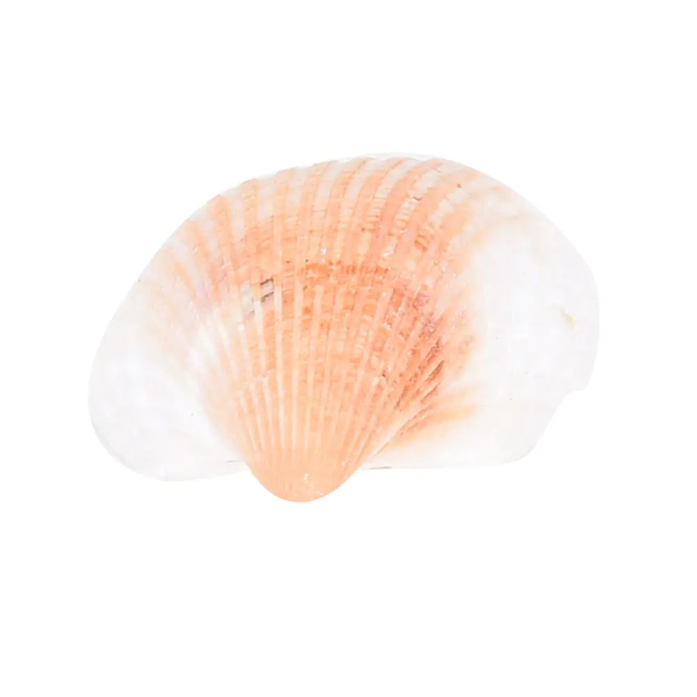 

20pcs Natural Mixed Sea-Shells Mediterranean Aquarium Mix Beach SeaShells Craft