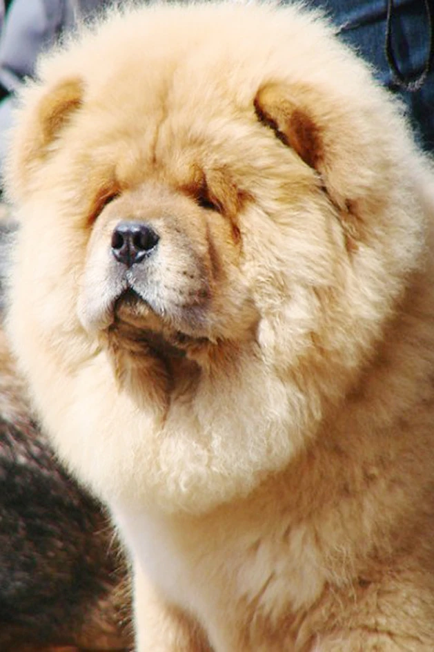 Chow Dog DIY Алмазная картина из смолы квадратная вышивка 5D Вышивка крестиком ремесло
