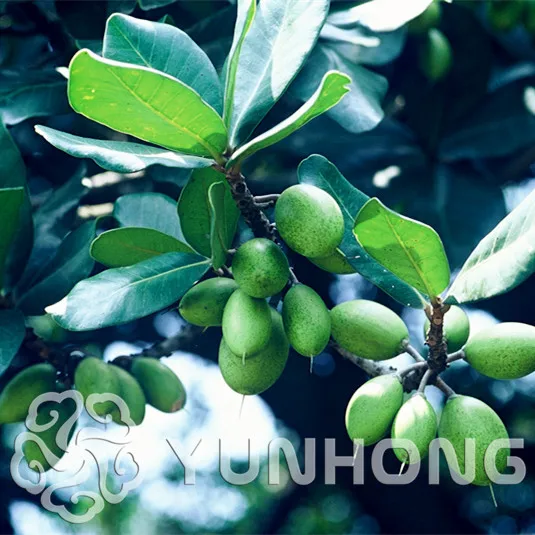 

Very Popular Canarium Album 5pcs, Indian Canarium Album Evergreen Tree bonsai Family Canarium Album Chinese Tan Xiang Shu