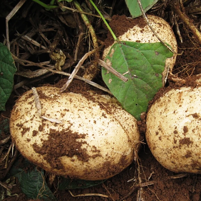 

100 pcs Sweet potato yam bean garden vegetables of perennial garden for garden