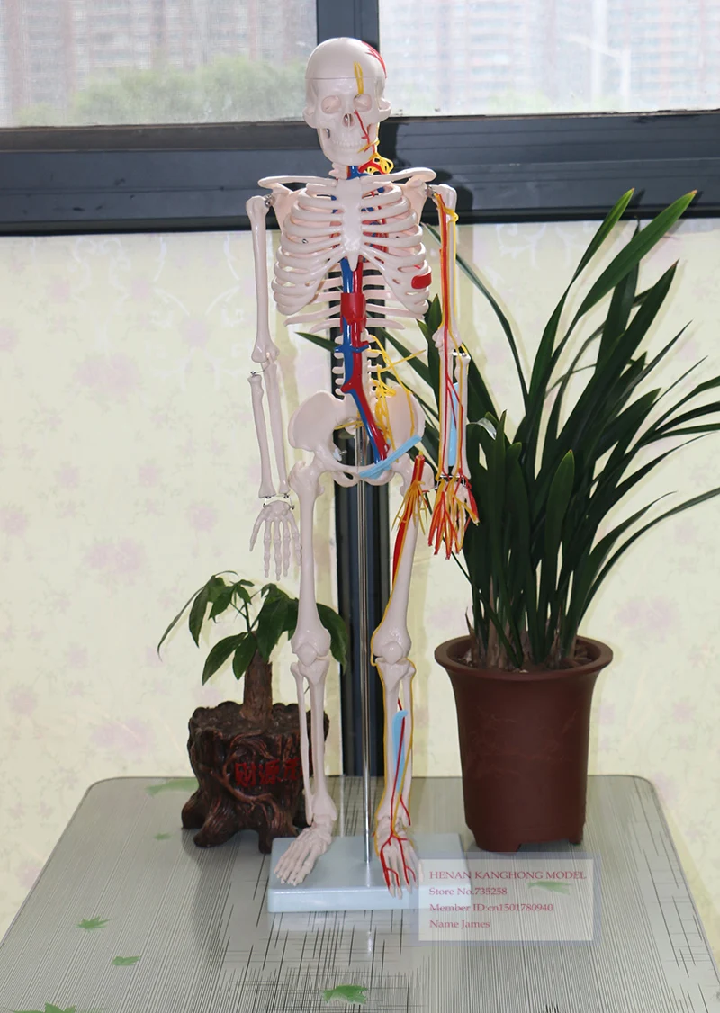 85cm Skeleton with Nerves and Blood Vessels,Human body skeleton model