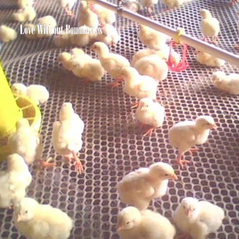 Hewan Peliharaan Tikar Dan Selimut Bersih Tempat Tidur Karpet Burung Hen Bebek Hamster Mink Tupai Sarang Tempat Tidur Ayam Bebek Ayam Ayam Hollow Net Pad Birds Birds Bird Bedbird Nest Aliexpress