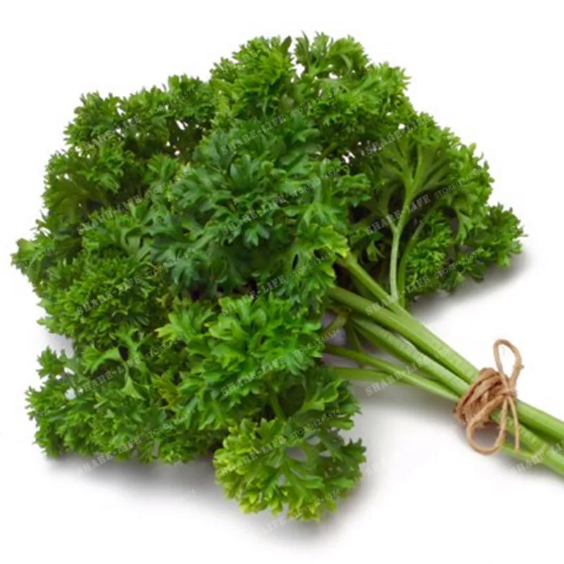Online Buy Wholesale plant parsley from China plant parsley Wholesalers