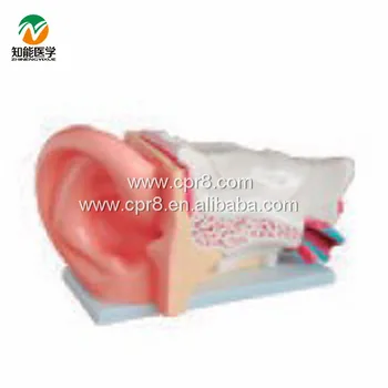 

BIX-A1050 Big Ear Anatomy Model MQ165