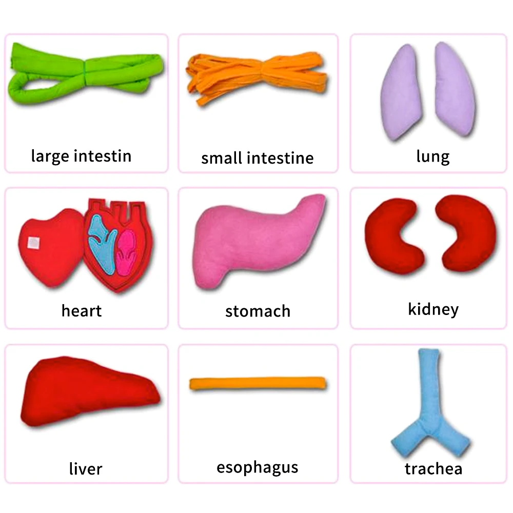 Enjoybay 3D Body Organ Plush Toy with Apron Viscera Teaching Utensil Body Organs Awareness Aids Early Educational Toy for Kid