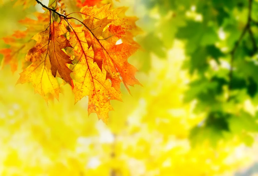 

Laeacco Autumn Yellow Leaves Scenic Portrait Photography Background Customized Photographic Backdrop For Photo Studio