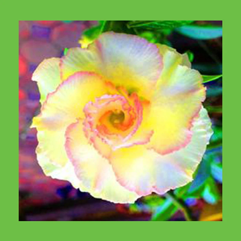 

100% Real Pale yellow pink edges balcony Desert Rose petals flower potted Home Garden Flowers Bonsai Plants Adenium Obesum 1PCS